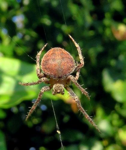 Réf. 209 219 : Neoscona subfusca